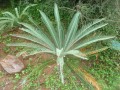 DioonCalifanoi01.jpg