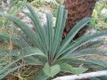 DioonCalifanoi03.jpg