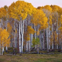 Betula Papyrifera