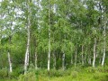 BetulaPendula01.jpg