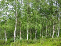 Betula Pendula Subsp.Pendula