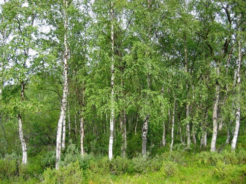 BetulaPendula01.jpg