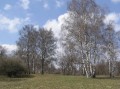 BetulaPendula02.jpg