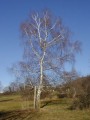 BetulaPendula03.jpg