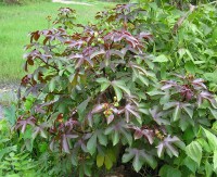Jatropha Curcas
