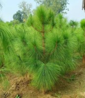 Pinus Roxburghii