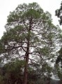 PinusRoxburghii05.jpg