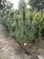 PinusRoxburghii03.jpg