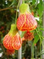 AbutilonPictum01.jpg
