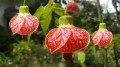 AbutilonPictum02.jpg