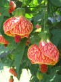AbutilonPictum03.jpg