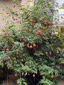 AbutilonPictum04.jpg
