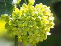 Dregea Volubilis