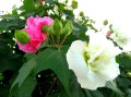 HibiscusMutabilis04.jpg