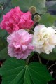 HibiscusMutabilis05.jpg