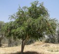 PithecellebiumDulce01.jpg