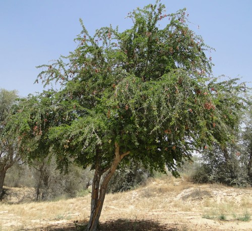 PithecellebiumDulce01.jpg