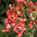 PithecellebiumDulce02.jpg