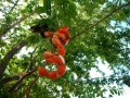 PithecellebiumDulce03.jpg