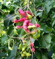 PithecellebiumDulce04.jpg