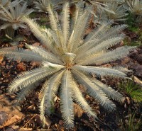 Cycas Calcicola