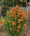 LeonotisNepetifolia04.jpg