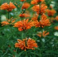 LeonotisNepetifolia03.jpg