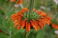 LeonotisNepetifolia02.jpg