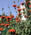 LeonotisNepetifolia01.jpg