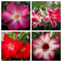 Adenium Obesum Hybrid Mix