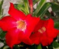 AdeniumObesumHybrid04.jpg