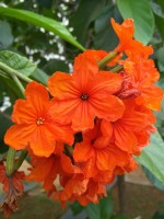 Cordia Sebestena