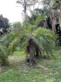 PhoenixAcaulis01.jpg
