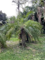 Phoenix Acaulis