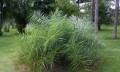 PhoenixAcaulis02.jpg