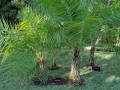 PhoenixAcaulis03.jpg