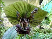 Tacca Chantrieri Green