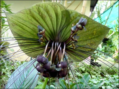 TaccaChantrieriGreen02.jpg