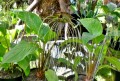 TaccaChantrieriGreen01.jpg