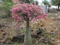 AdeniumMultiflorum05.jpg
