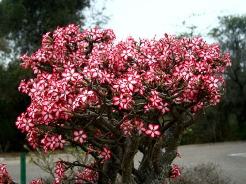 AdeniumMultiflorum02.jpg