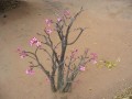 AdeniumMultiflorum04.jpg