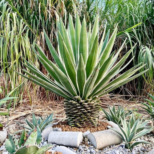 AgaveAngustifoliaVariegata02.jpg