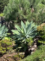 Agave Attenuata Subsp.Dentata