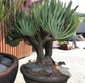 AloePicatilis02.jpg