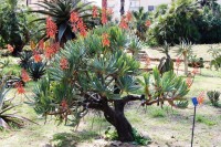 Aloe Plicatilis