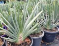 AloePicatilis01.jpg