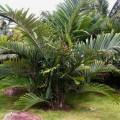 ArengaMicrantha01.jpg