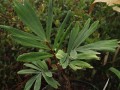 ArengaMicrantha02.jpg