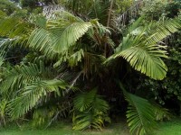 Arenga Micrantha